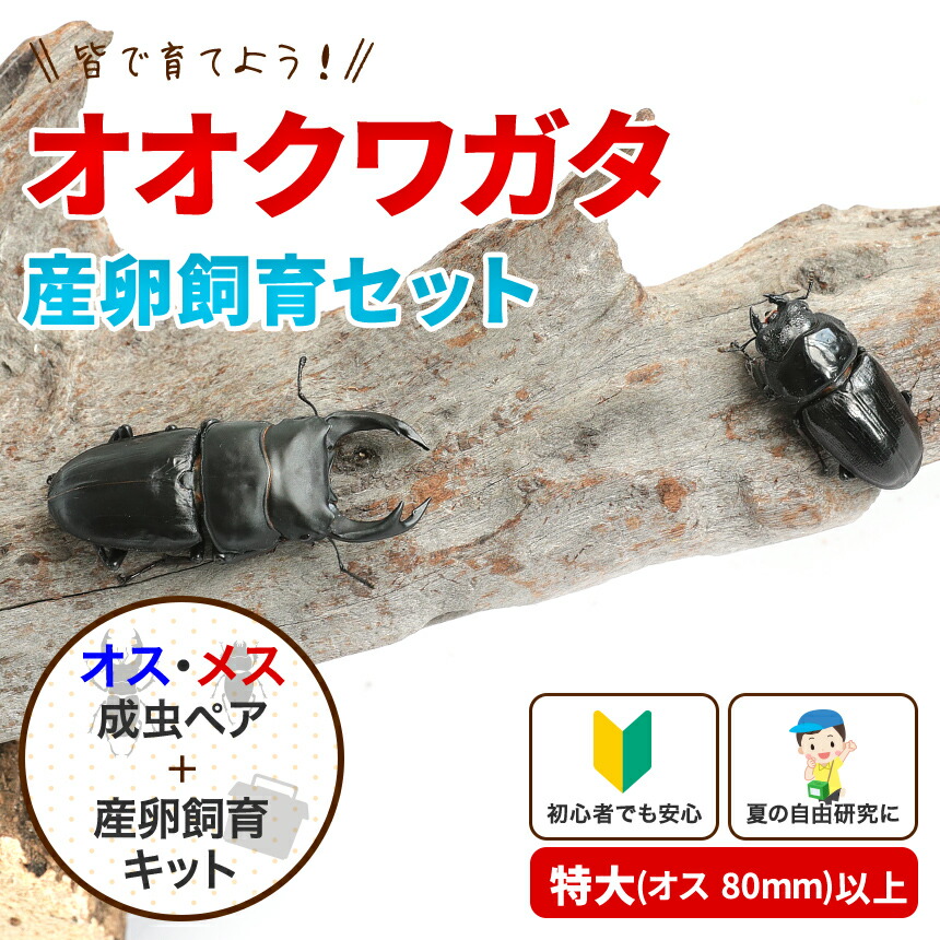 激安本物 送料無料 昆虫 クワガタ 生体 ペット