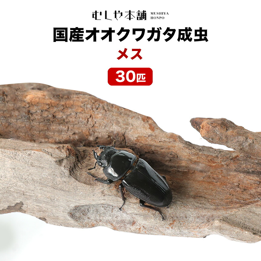 【未経験者向け】日本のカブトムシとクワガタの育て方｜成虫・幼生の繁殖遣りくち！