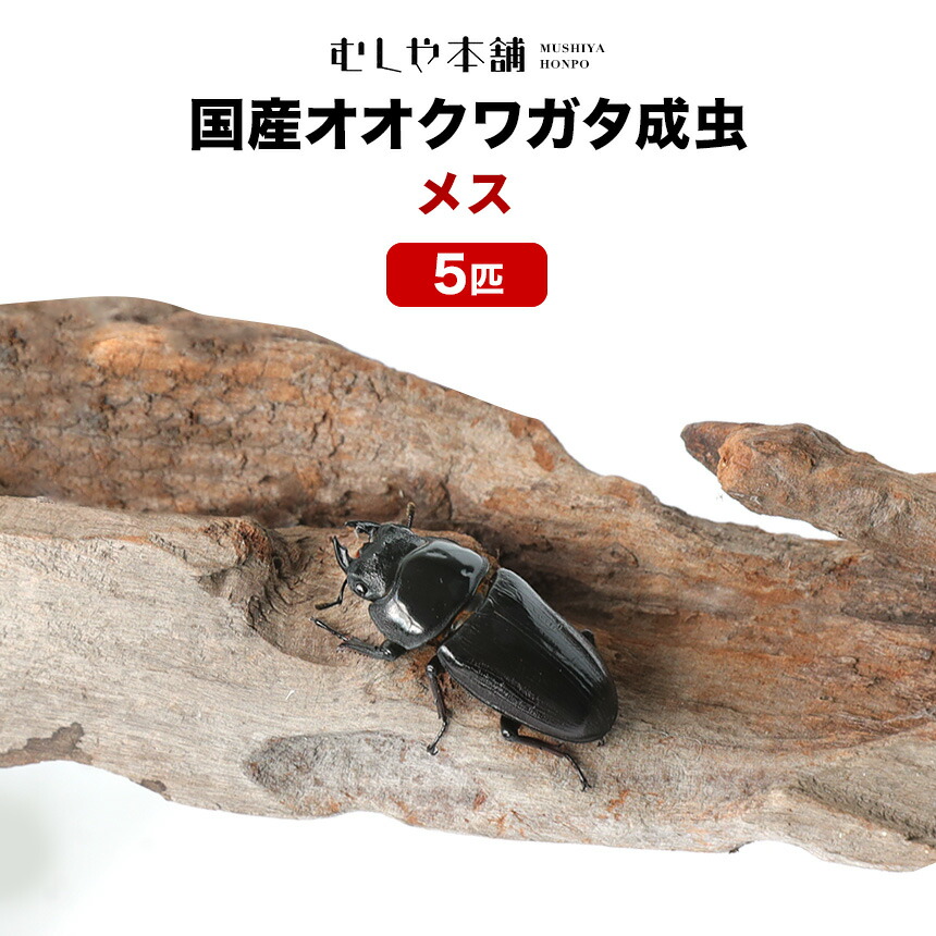 昆虫福袋 詳細記載しております 国産 外国産 成虫 幼虫 極太オオクワガタ 極太スマトラ ラスト - 虫類