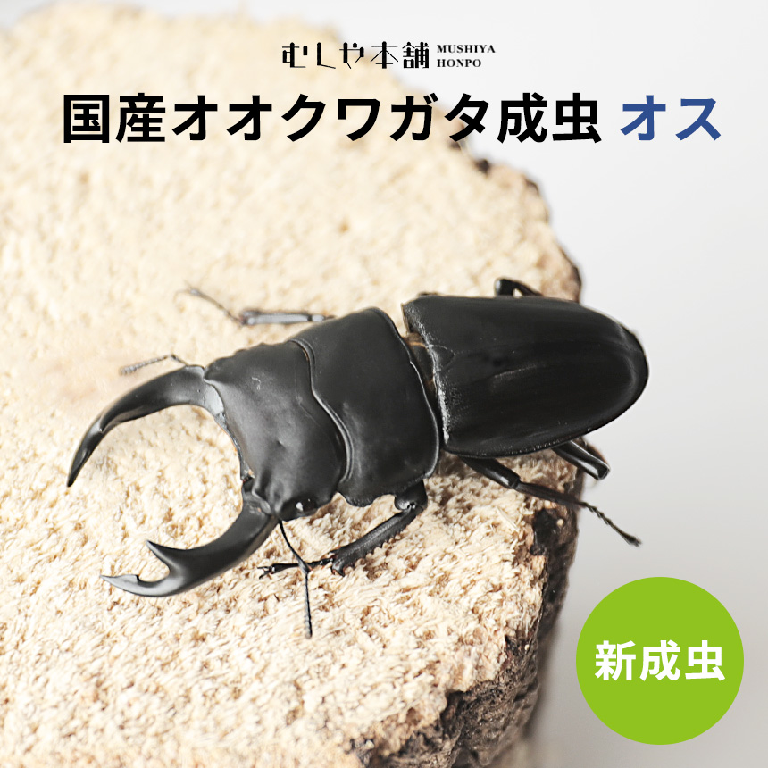Canon - オオクワ 楽天市場】BIGHORN オオクワガタ成虫ペア 津山産 70ミリUP 真似