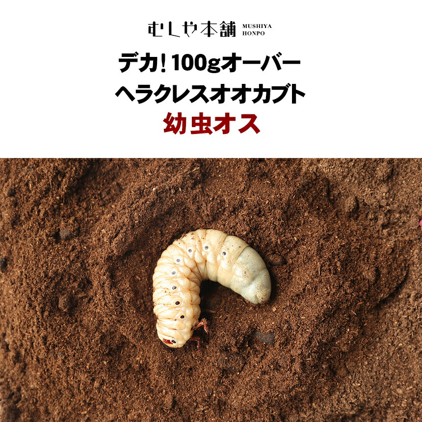 【未経験者向け】日本のカブトムシとクワガタの育て方｜成虫・幼生の繁殖遣りくち！