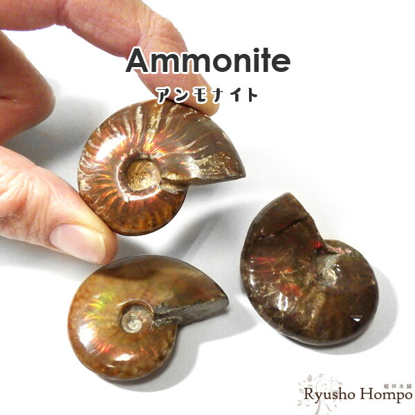 楽天市場】アンモナイトプロミクロセラス化石(母岩付）中生代ジュラ紀