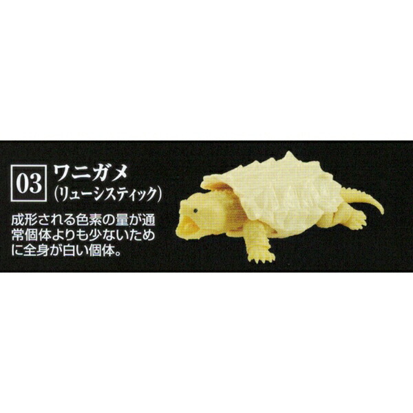 楽天市場 03 ワニガメ リューシスティック かめ 03 かめ シリーズ 第3弾 Kame フィギュア 亀 カメ 動物 骨格構造 Turtle 模型 ガシャポン ガチャ バンダイ 即納 数量限定 セール品 トレジャーマーケット