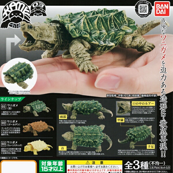 楽天市場 かめ 03 かめ シリーズ 第3弾 Kame フィギュア 亀 カメ 動物 骨格構造 Turtle 模型 ガシャポン ガチャ バンダイ 全３種フルコンプセット ｄｐ台紙おまけ付き 即納 数量限定 トレジャーマーケット