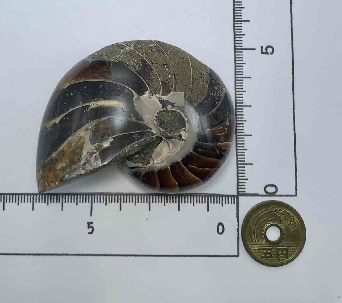 (貴重)ニューギニア産ヒロベソオウムガイ　１７cm 貴重)ニューギニア産ヒロベソオウムガイ 17cm - メルカリ