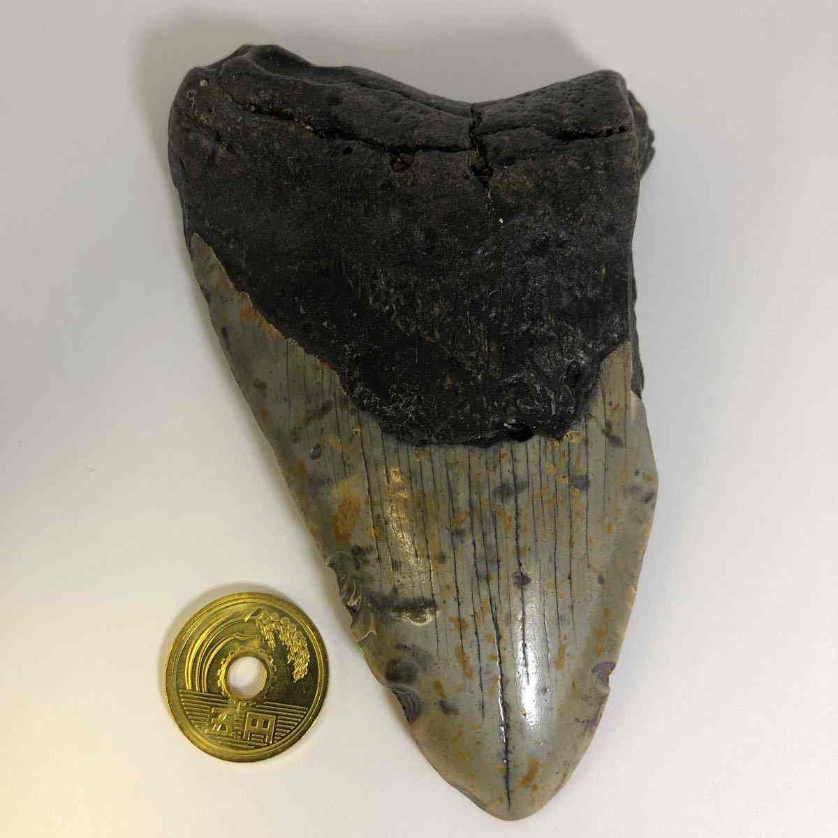 No メガロドンの歯化石 メガロドン 化石 恐竜 サメ メガロドンの歯 本物 巨大 鮫 化石標本 標本 Tbset Com