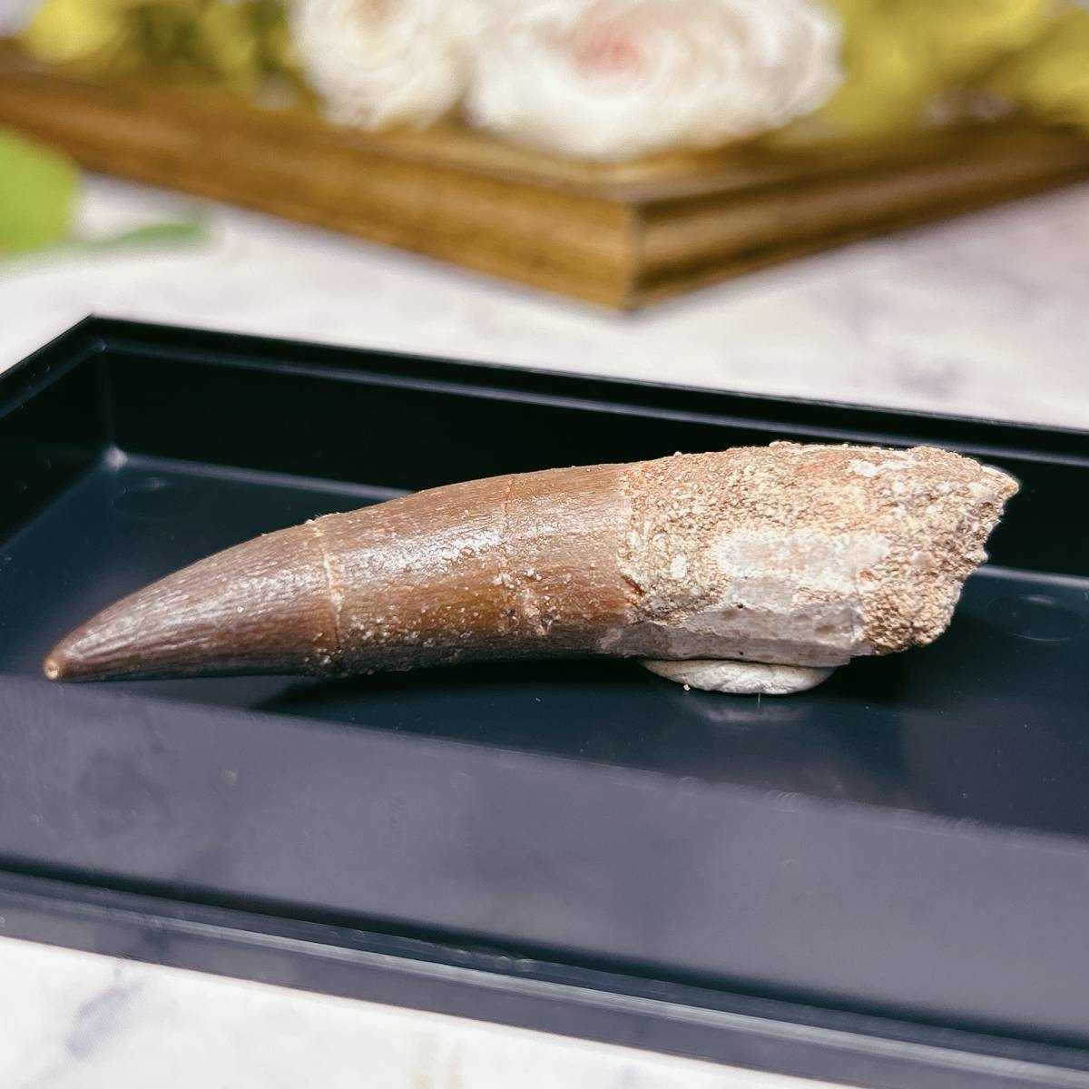 No.【E5216】プレシオサウルス＊歯化石＊Plesiosaurus tooth