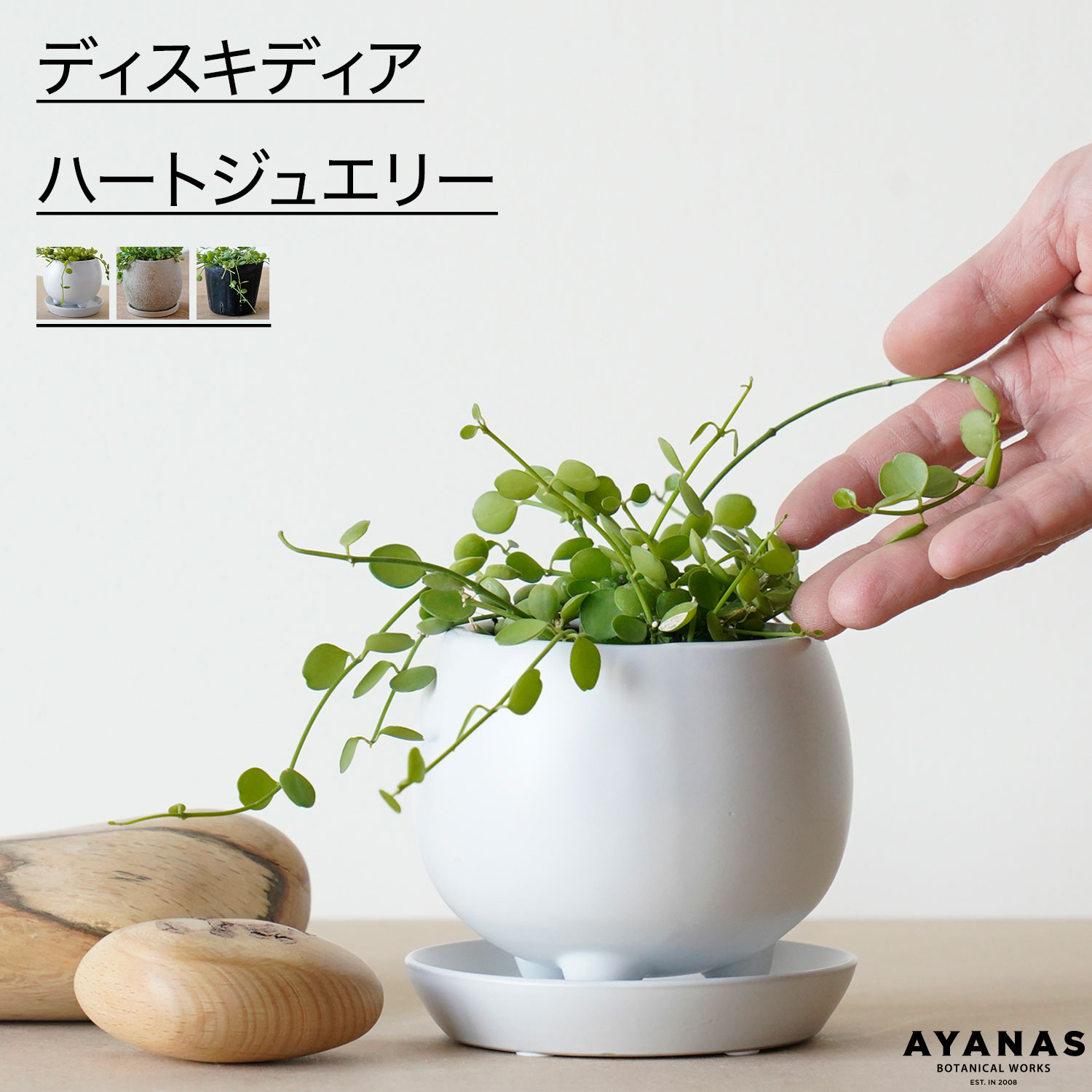 楽天市場】青 ドライフラワー 木の実 種 旅人の木 タビビトノキ 物撮り