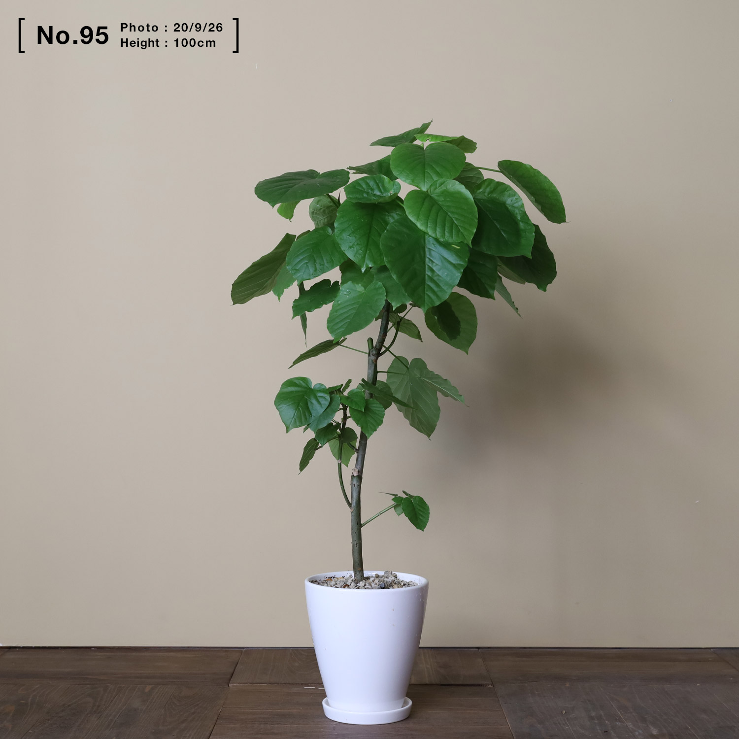 楽天市場 ウンベラータ 陶器鉢 観葉植物 おしゃれ 人気 日陰 大型 ゴムの木 アヤナス Ayanas