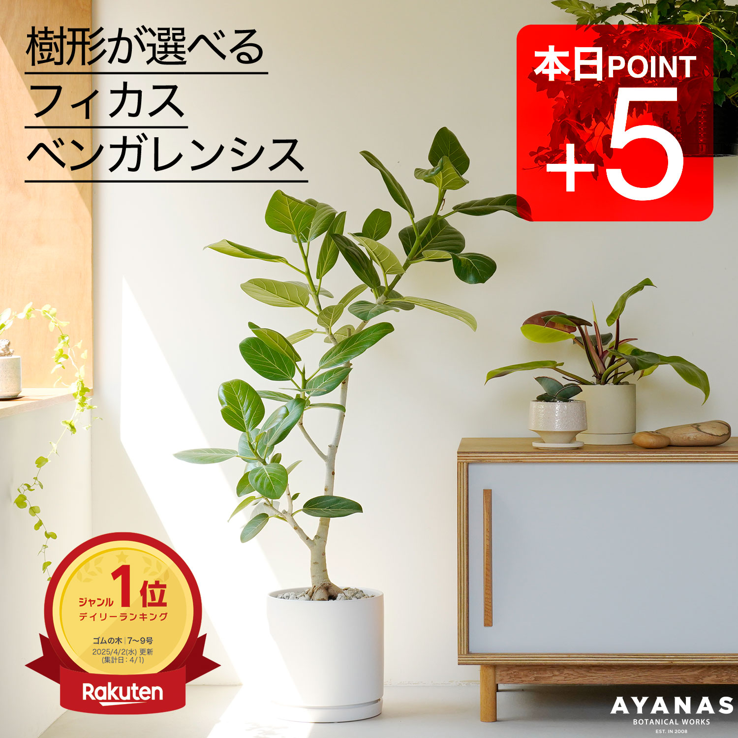 よっこさま専用割引 フィカス ベンガレンシス 極上 よっこさま専用割引 フィカス ベンガレンシス 極上 よっこさま専用割引