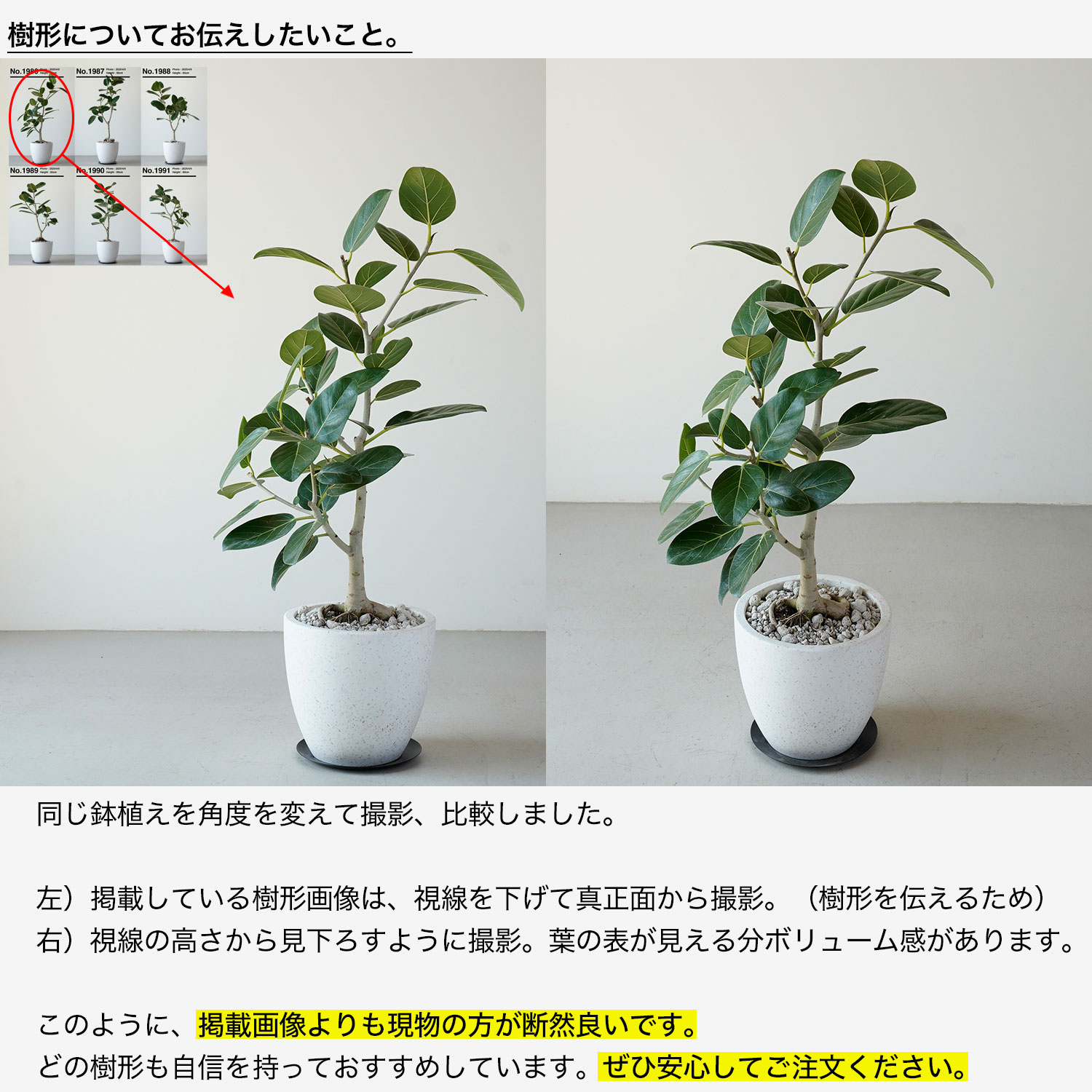 楽天1位】 観葉植物 大型 フィカス ベンガレンシス おしゃれ お祝い