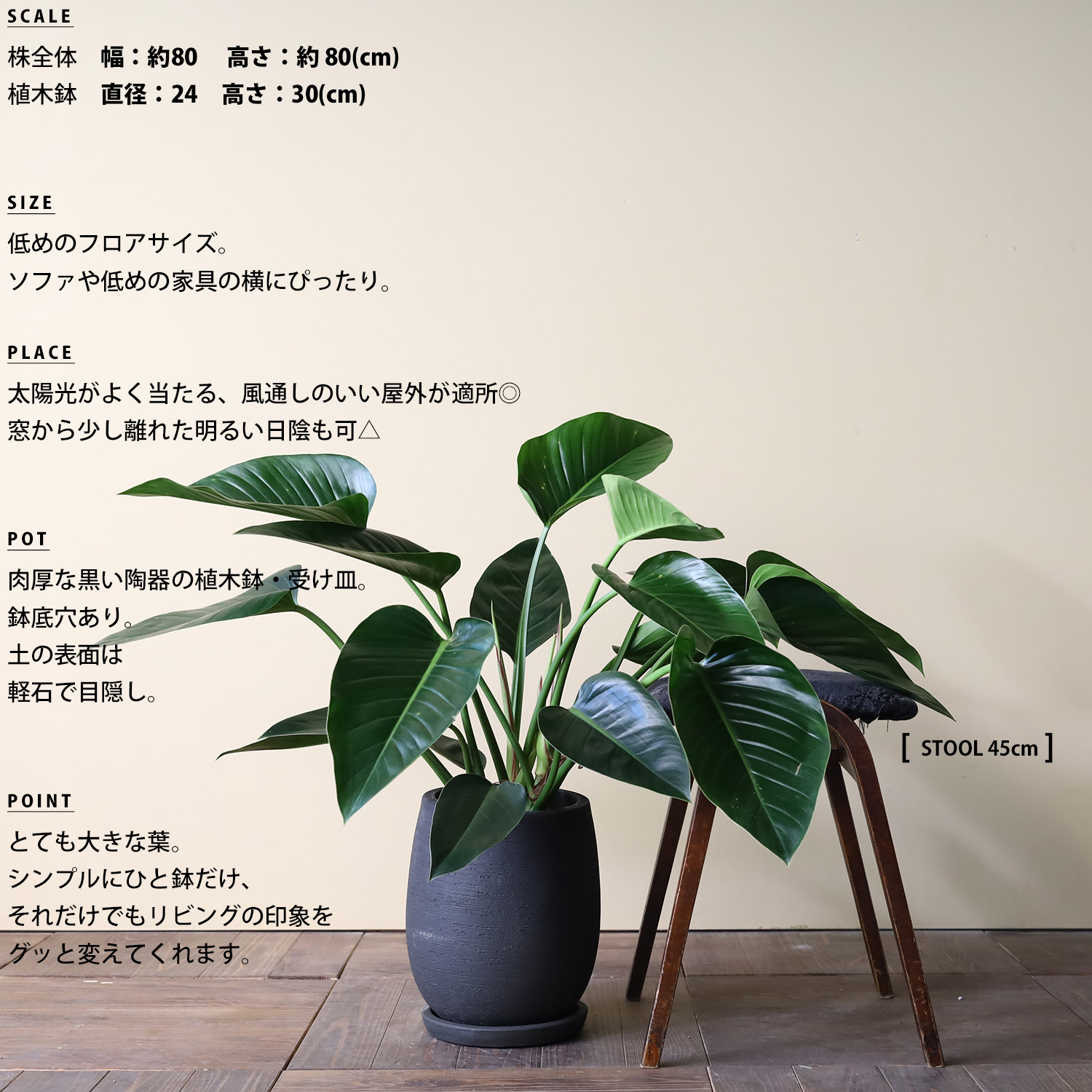 楽天市場 フィロデンドロン コンゴ 観葉植物 おしゃれ 日陰 リビング 鉢カバー Ayanas