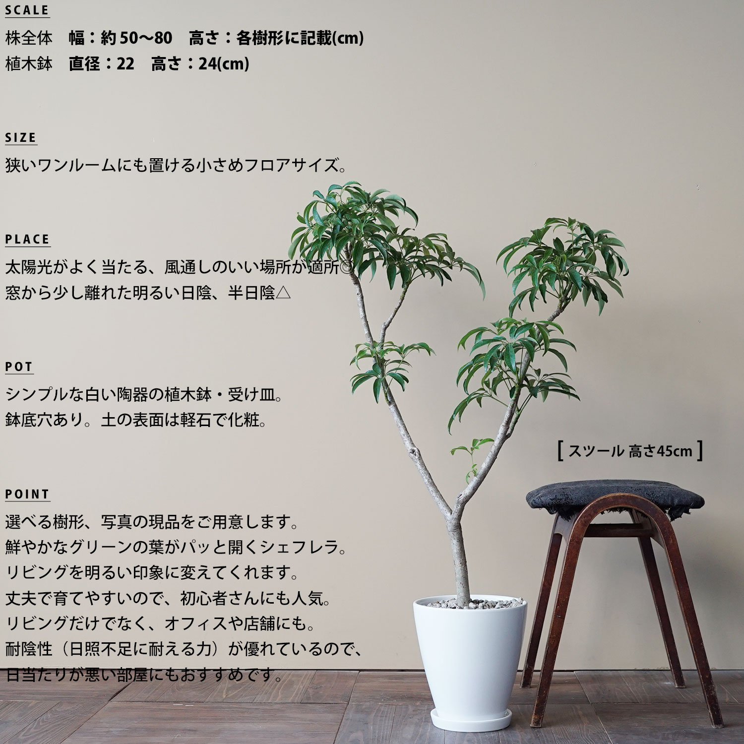 楽天市場 シェフレラ 観葉植物 おしゃれ 日陰 大型 リビング Ayanas