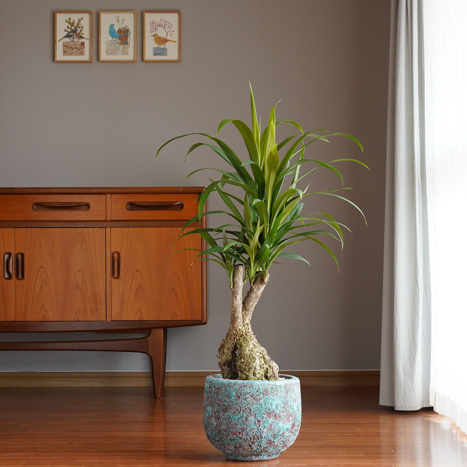 のタイミン クッカバラ L 1 観葉植物 丈夫 大型 リビング Ayanas 日陰 たりの