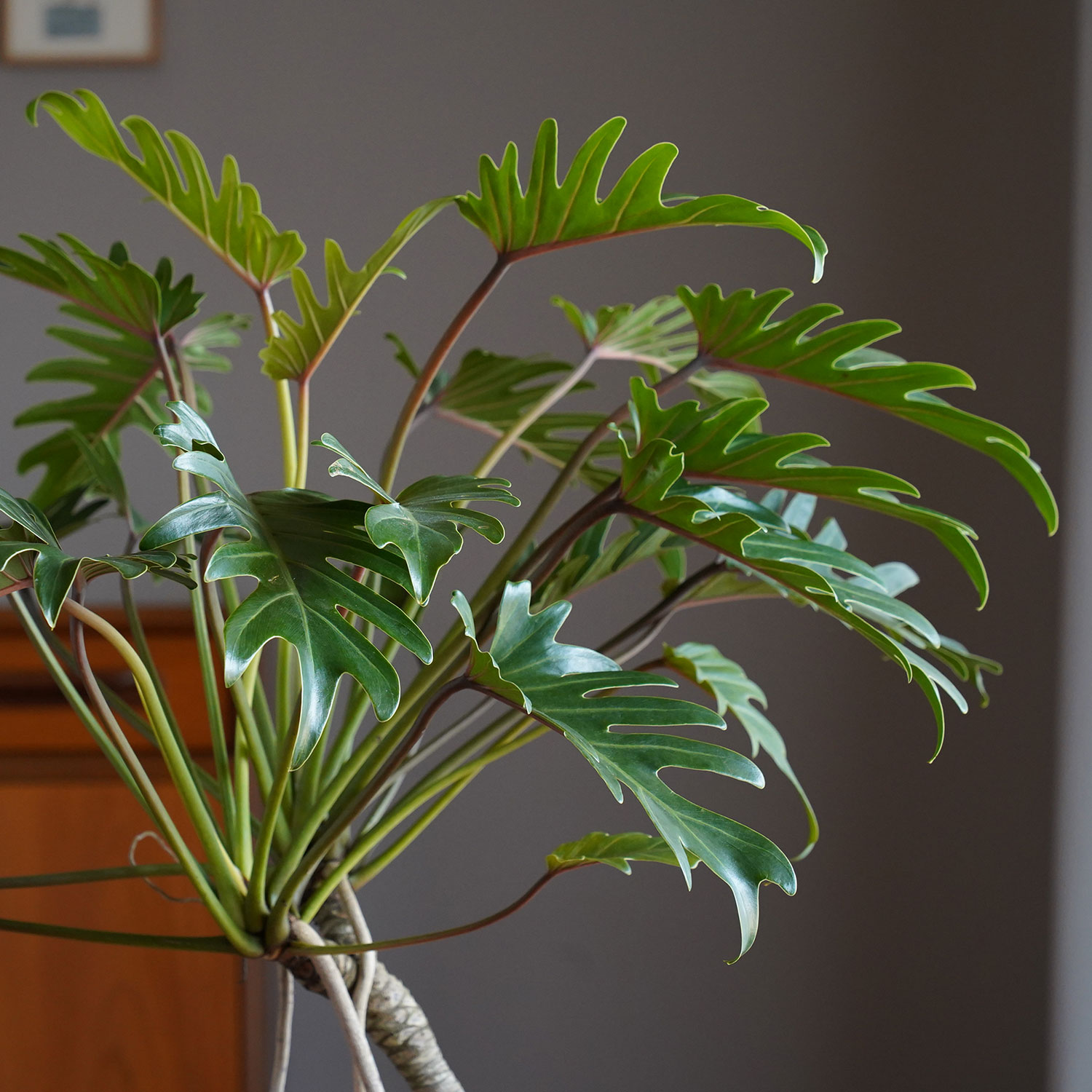 クッカバラ L 1 リビング 丈夫 大型 日陰 観葉植物 おすすめ 観葉植物