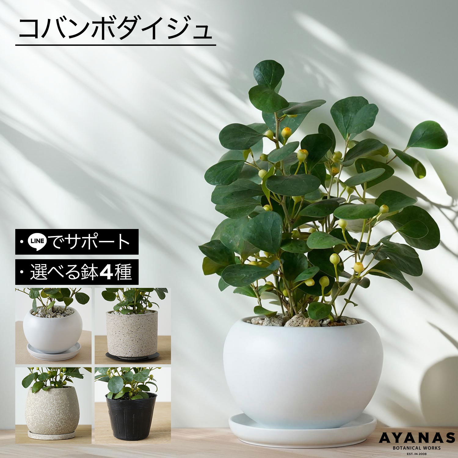 楽天市場】観葉植物 おしゃれ 小さい ミニサイズ パンダガジュマル 白