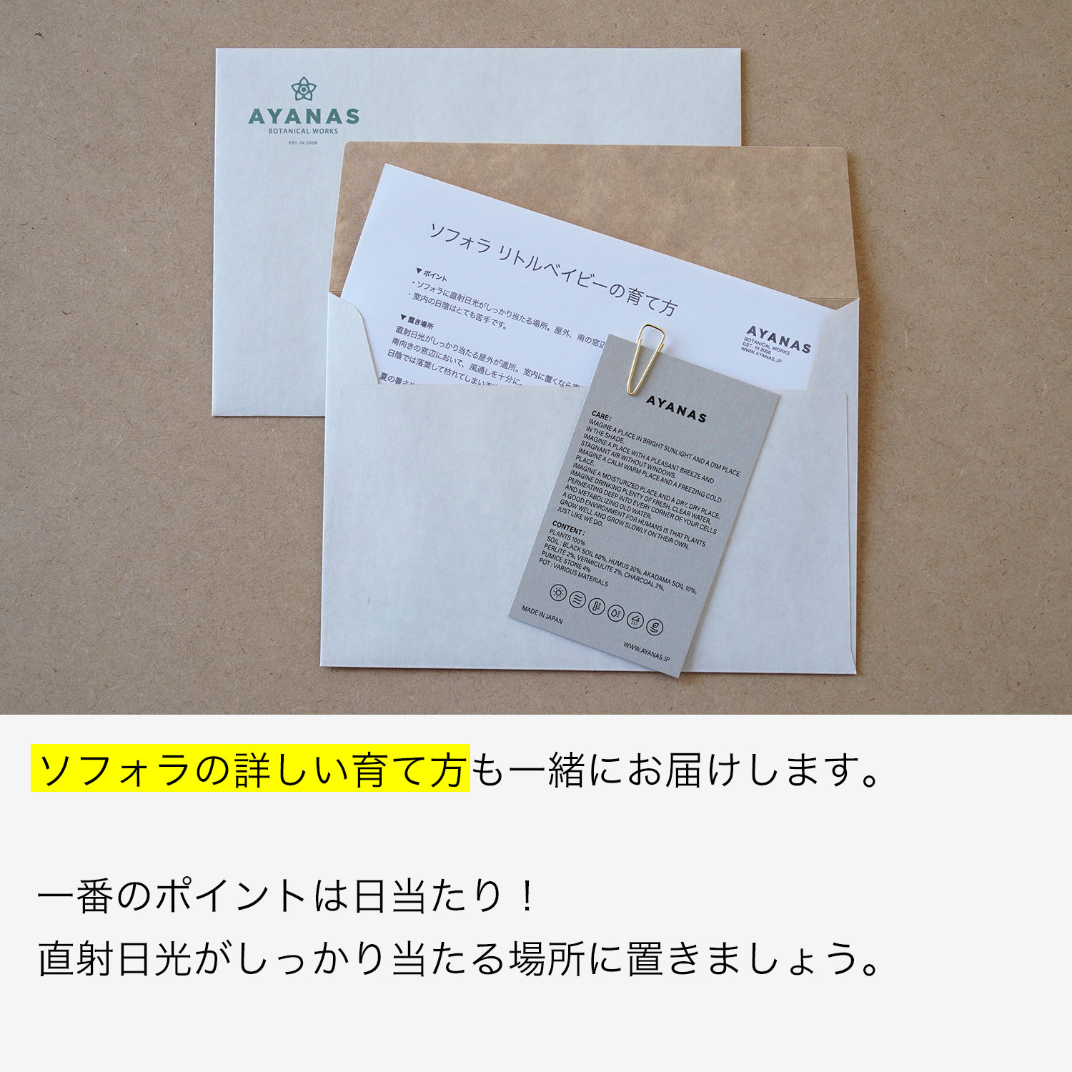 楽天市場 ソフォラ ミクロフィラ 観葉植物 おしゃれ 人気 小さい Ayanas