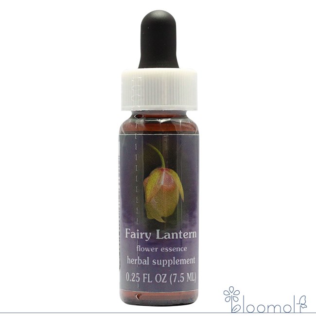 Fairy Lantern FES Flower Essence Quintessence