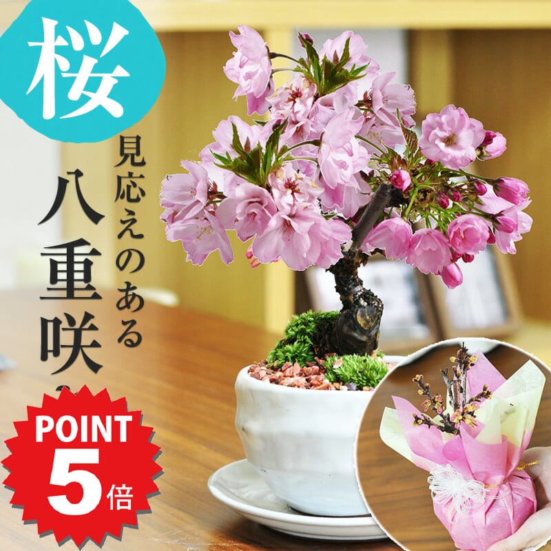 美品 宗像一蒼 ミニ盆栽鉢【直径4cm×高さ2.7cm】 宗像一蒼 ミニ盆栽鉢 - メルカリ