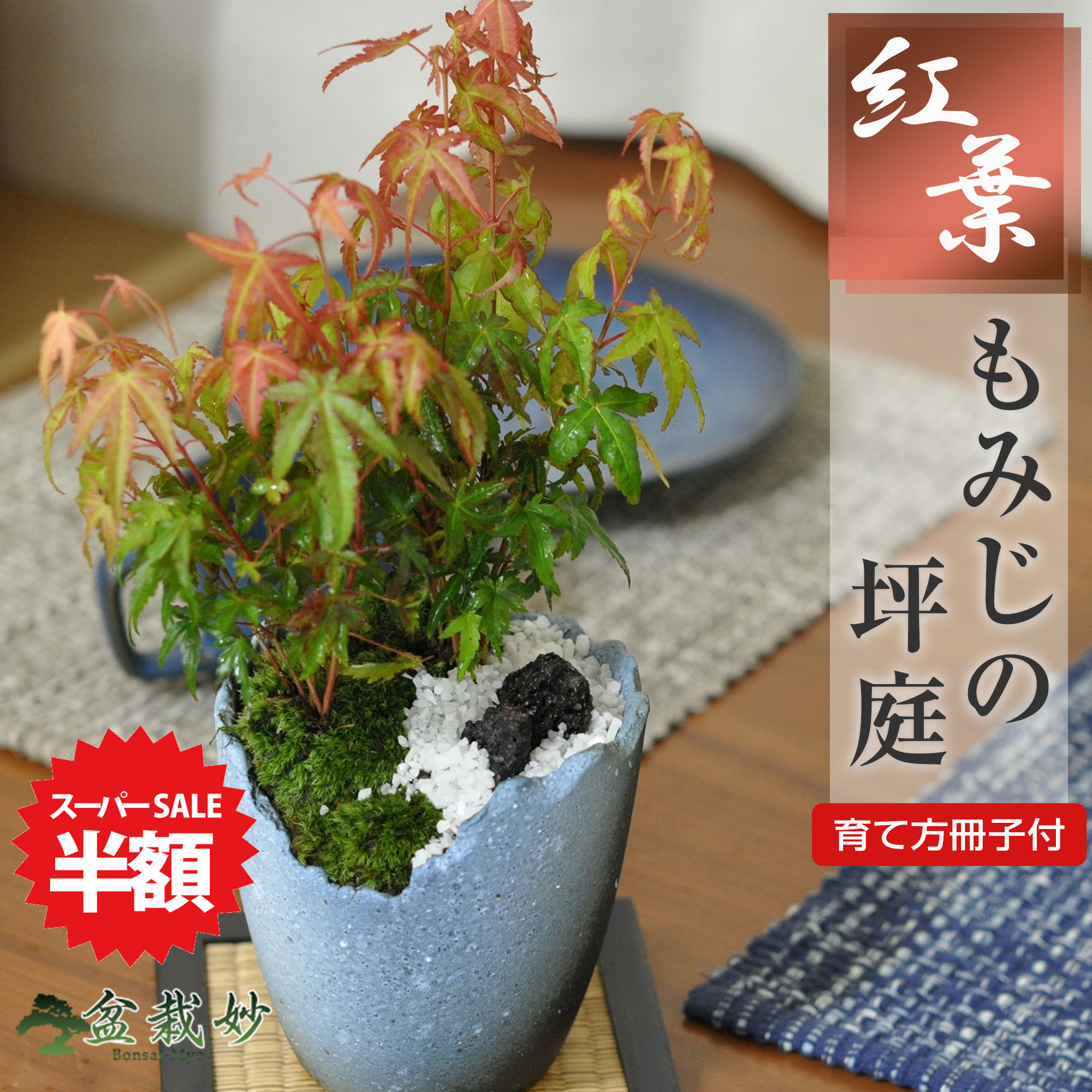 楽天市場】盆栽 もみじ 紅葉 根上がり 山もみじ【 bonsai ボンサイ 大