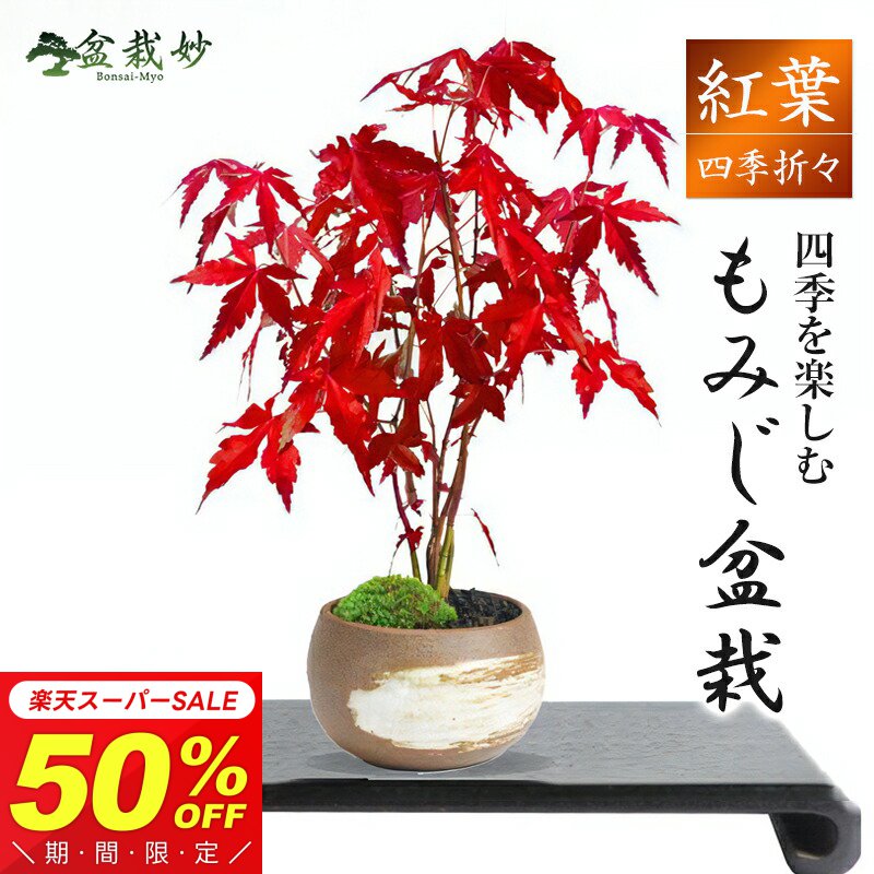 盆栽 もみじ ハケメ丸鉢 ミニ盆栽 紅葉 モミジ 山もみじ ミニ 初心者 はじめ…