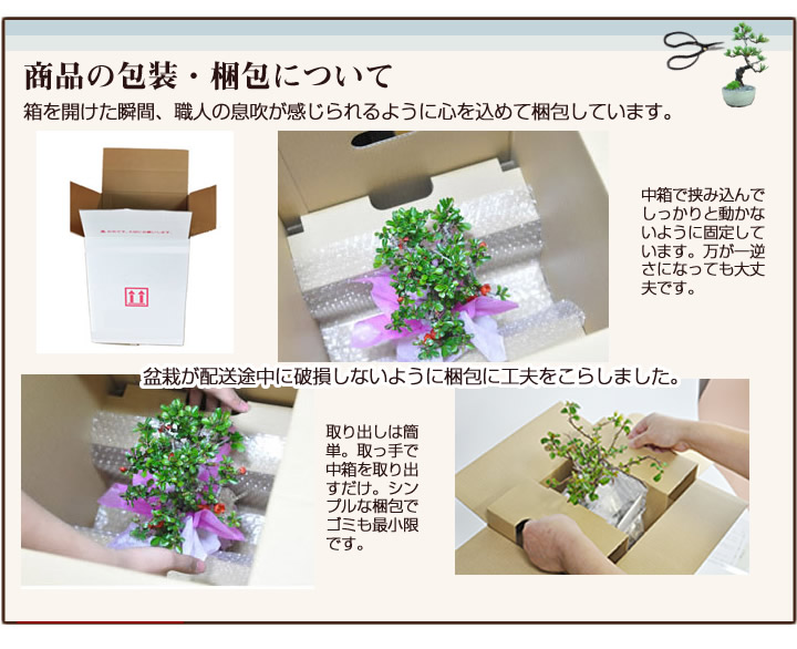 楽天市場 盆栽 睡蓮木 受皿付き 花 スイレンボク 鉢植え ラッピング メッセージカード 育て方冊子 肥料付 送料無料 和風洋風 観葉植物 ミニ盆栽 ギフト 盆栽妙 楽天市場店