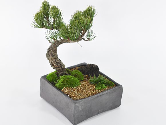 美しい 楽天市場 和の庭 五葉松 盆栽 ミニ盆栽 鉢植 盆栽妙 楽天市場店 代引不可 Lexusoman Com