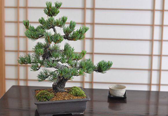 高松盆栽 五葉松 威風堂々 盆栽 松 豪華 盆景 情景を楽しむ初めてでも安心の育て方冊子と肥料付き 父の日敬老の日の贈り物にも ギフト 開店 お祝い 退職 ラッピング 母の日 父の日 敬老の日 誕生日 Mergertraininginstitute Com