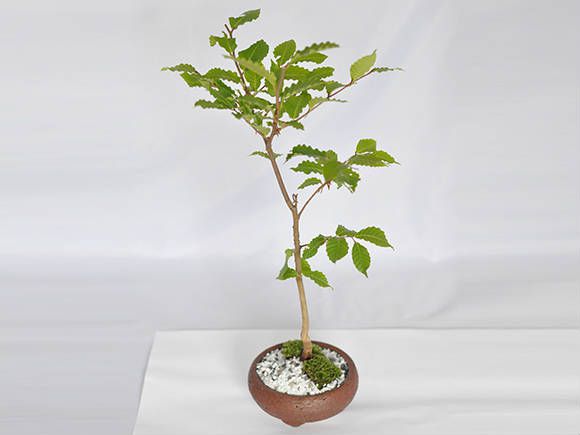 楽天市場 盆栽 富士ブナ ミニ盆栽 ミニ ぶな 富士ブナ 雑木 紅葉 ギフト 敬老の日 盆栽妙 楽天市場店