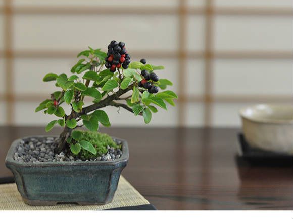 楽天市場】【盆栽】熊柳【ミニ盆栽 ミニ くまやなぎ クマヤナギ 実