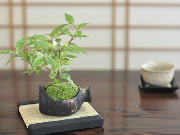 楽天市場 盆栽 紫式部 ミニ盆栽 ミニ むらさきしきぶ 紫式部 花ギフト 敬老の日 盆栽妙 楽天市場店