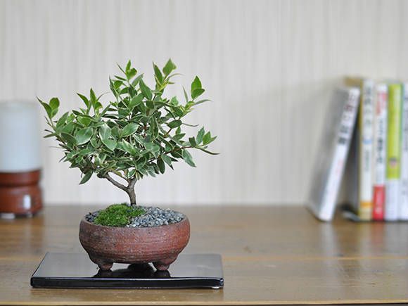 楽天市場 盆栽 銀梅花 ミニ盆栽 ミニ ぎんばいか 金露梅 花ギフト 敬老の日 盆栽妙 楽天市場店