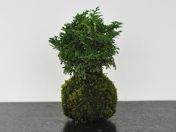 楽天市場】苔 ヒノキゴケ パック 檜苔 ひのきごけ 苔玉 苔 楽天市場】苔 ヒノキゴケ パック 檜苔 ひのきごけ 苔玉 苔