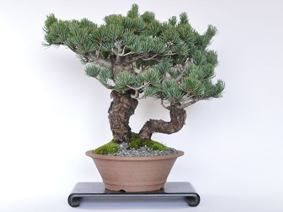 楽天市場 送料無料 五葉松 双竜 盆栽 ミニ盆栽 Bonsai ボンサイ ぼんさい 中品 双幹 引越し祝昇進退職贈り物プレゼント 盆栽妙 楽天市場店
