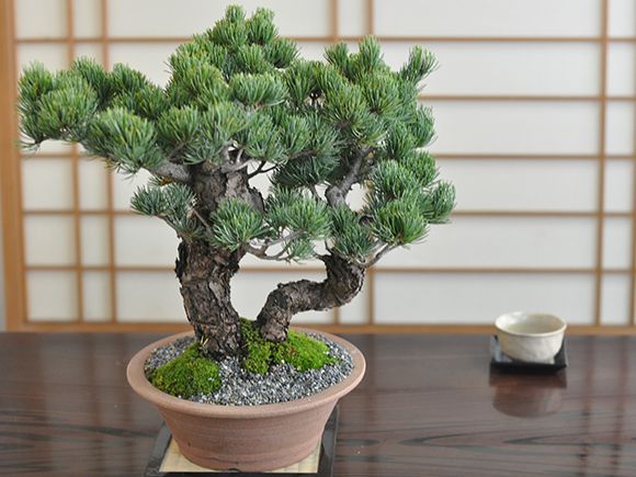 楽天市場 送料無料 五葉松 双竜 盆栽 ミニ盆栽 Bonsai ボンサイ ぼんさい 中品 双幹 引越し祝昇進退職贈り物プレゼント 盆栽妙 楽天市場店