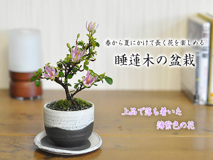 楽天市場 盆栽 睡蓮木 受皿付き 花 スイレンボク 鉢植え ラッピング メッセージカード 育て方冊子 肥料付 送料無料 和風洋風 観葉植物 ミニ盆栽 ギフト 盆栽妙 楽天市場店