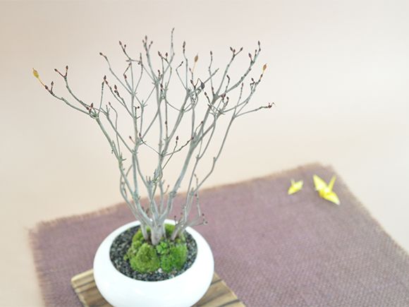 楽天市場 ツクモドウダンツツジ 盆栽 ミニ盆栽 鉢植 盆栽妙 楽天市場店