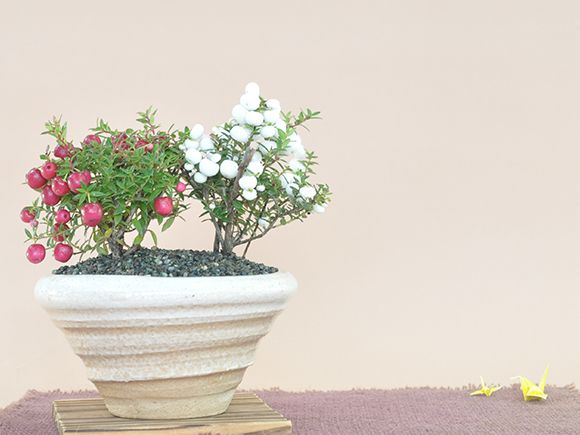 楽天市場 真珠の木 ペルネチア 紅白2本植え 盆栽 ミニ盆栽 鉢植 盆栽妙 楽天市場店