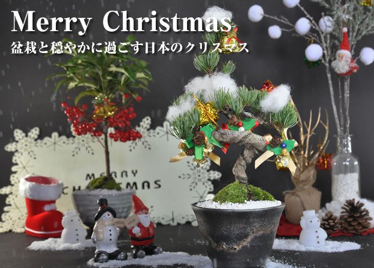 楽天市場 クリスマス盆栽 クリスマスの盆栽ツリー モミの木に勝るとも劣らない五葉松のミニ盆栽でクリスマスツリー 飾り付け付き オーナメント 盆栽妙 楽天 市場店