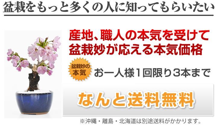 楽天市場 盆栽 桜 お試し ミニ盆栽 チビ桜 ミニ桜 一才桜 旭山桜 ランキング１位 ミニ かわいい おしゃれ 初心者 さくら Sakura Bonsai ぼんさい 鉢植え 桜盆栽 盆栽桜 桜の盆栽 桜特集 盆栽妙 盆栽妙 楽天市場店