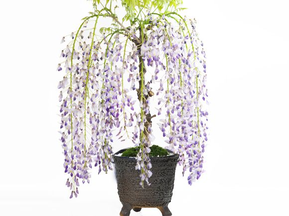 とと様予約品、折り鶴盆栽(藤の花、 5藤棚 )