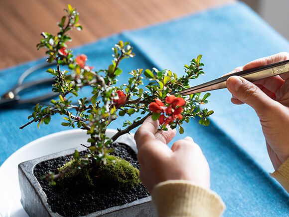 盆栽 長寿梅 洗練された和モダン 雅シリーズ ミニ 室内 インテリア 鑑賞 おしゃれ 鉢植え Bonsai ぼんさい 円以上 Napierprison Com