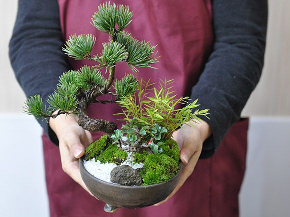 盆栽 モダン 松竹梅 5号 お正月 福 縁起物 植物 五葉松 梅 ぼんさい 正月飾り 寄植え Napierprison Com