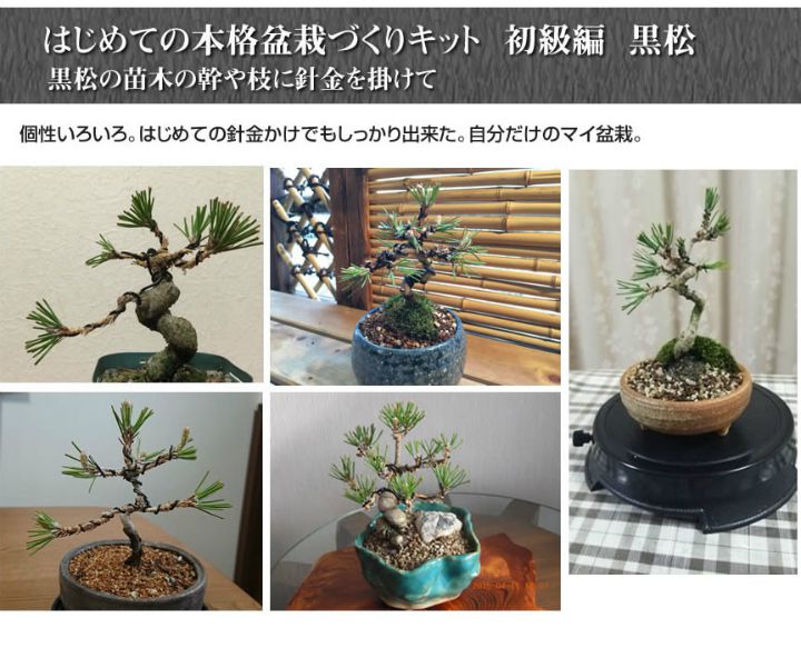 盆栽を作るキット 初級編 本格的に作る盆栽 自由研究 黒松の針金かけ 盆栽を趣味にしたい人は必見 盆栽を作るキット 入門編 くねくね黒松を作ろう 工作キット手作りキット 自由研究 自由工作 小学生 Mavipconstrutora Com Br 盆栽を作るキット 初級編 本格的に作る盆栽 自由研究 黒松の針金かけ 盆栽を趣味にしたい人は必見 盆栽を作るキット 入門編 くねくね黒松を作ろう 工作キット手作りキット 自由研究 自由工作 小学生 Mavipconstrutora Com Br