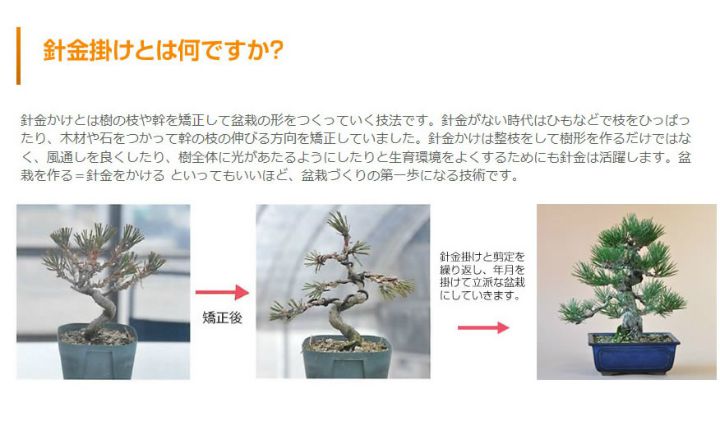 楽天市場 盆栽を作るキット 初級編 本格的に作る盆栽 自由研究 黒松の針金かけ 盆栽を趣味にしたい人は必見 盆栽を作るキット 入門編 くねくね黒松を作ろう 工作キット手作りキット 自由研究 自由工作 小学生 盆栽妙 楽天市場店