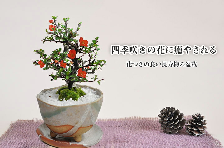 楽天市場 盆栽 花 長寿梅 ミニ 鉢植え 観葉植物 信楽 祝い鉢 受皿付き 送料無料 お祝い 花 Bonsai ぼんさい 和風 鉢植え 贈り物 プレゼント ギフト お祝い ラッピング メッセージカード 盆栽妙 楽天市場店