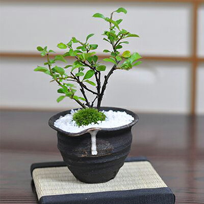 楽天市場】盆栽 金露梅ミニ盆栽 ミニ きんろばい 金露梅 花ギフト 敬老