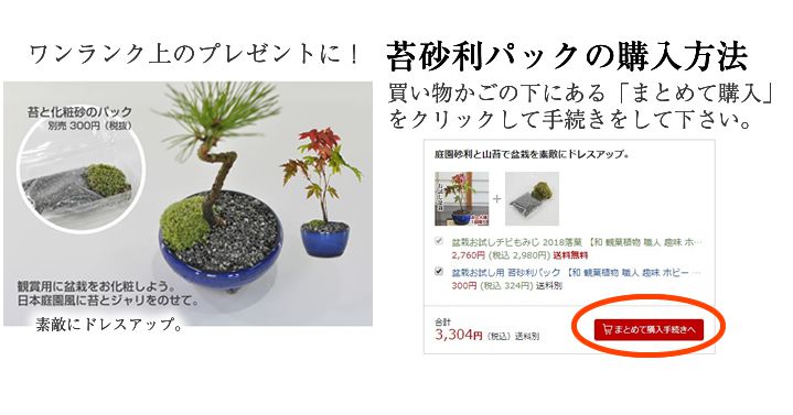 楽天市場 盆栽 もみじ お試し チビ 紅葉 鉢植え ミニ盆栽 和 観葉植物 職人 趣味 ホビー 紅葉盆栽 Bonsai 盆栽 入門 初心者 おためし ボンサイ 盆栽妙 楽天市場店