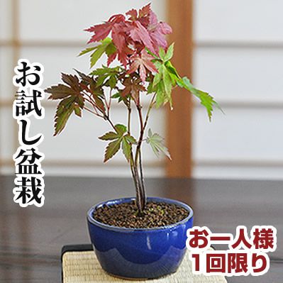 楽天市場 盆栽 もみじ お試し チビ 紅葉 鉢植え ミニ盆栽 和 観葉植物 職人 趣味 ホビー 紅葉盆栽 Bonsai 盆栽 入門 初心者 おためし ボンサイ 盆栽妙 楽天市場店