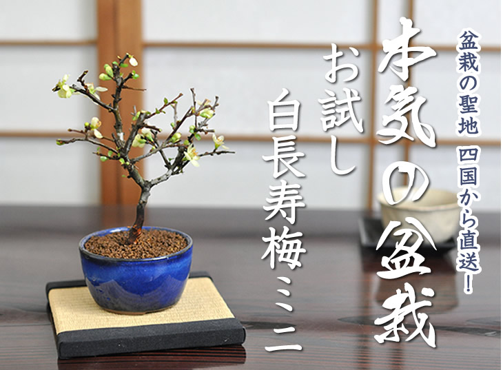 楽天市場 盆栽 花 白長寿梅ミニ 信楽焼 小鉢 長寿梅 ミニ盆栽 ちょうじゅばい 花盆栽 白 四季咲き 敬老の日 母の日 ぼんさい Bonsai 開店 お祝い 退職 オリジナル お手頃 鉢植え 観賞 記念日 記念樹 誕生日 盆栽妙 楽天市場店